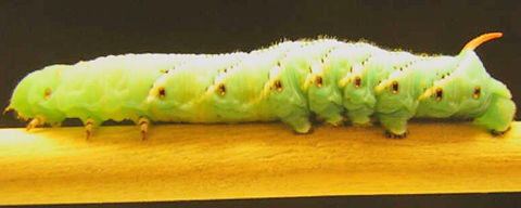 caterpillar_edited_edited.jpg