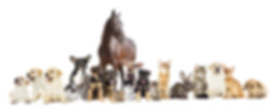 AdobeStock_114544498.jpeg