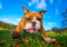 Antonia1_Bulldog_Bounders_Dog_Photograph
