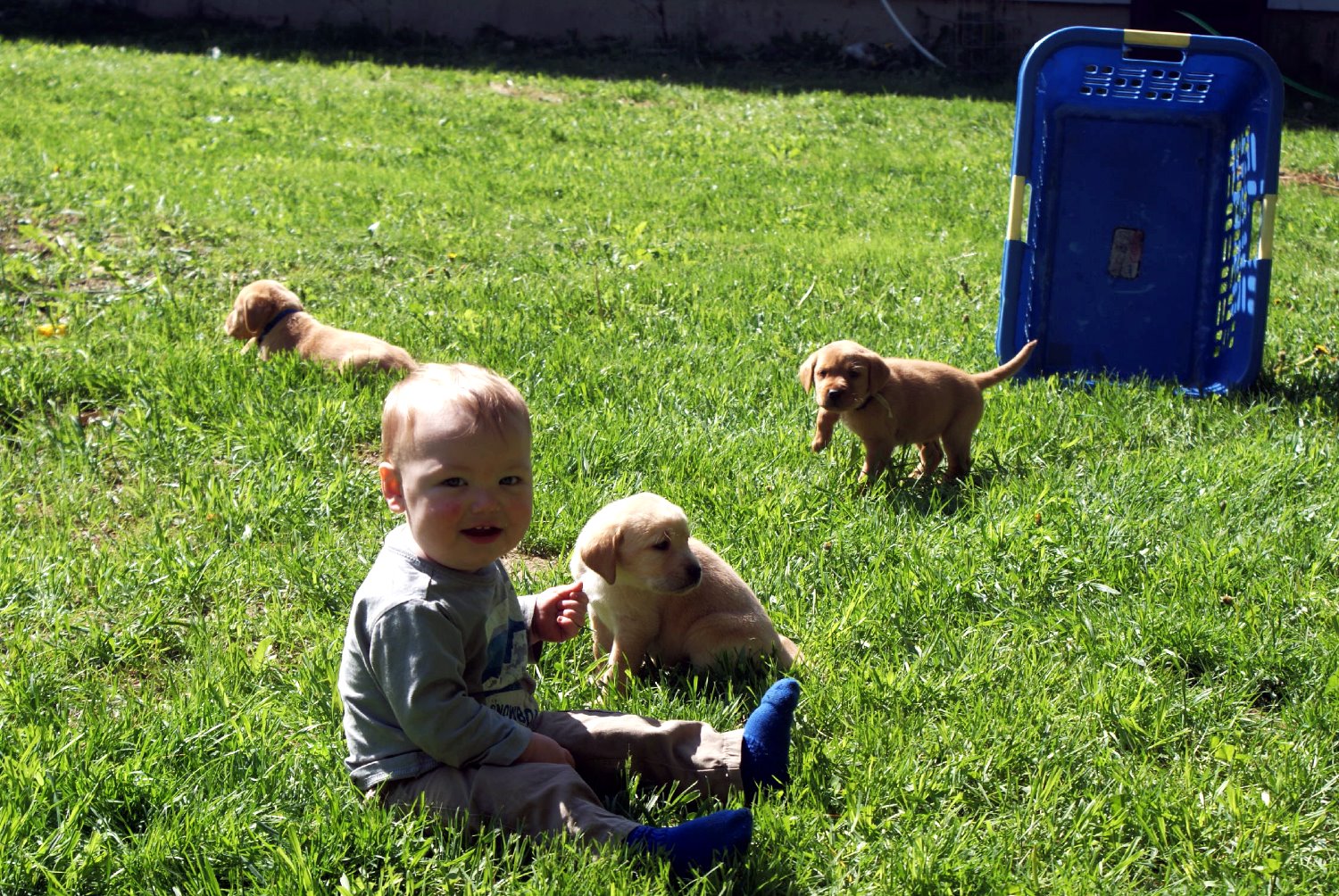 Pictures Of Dog Breeding Pictures Of Dog Breeding