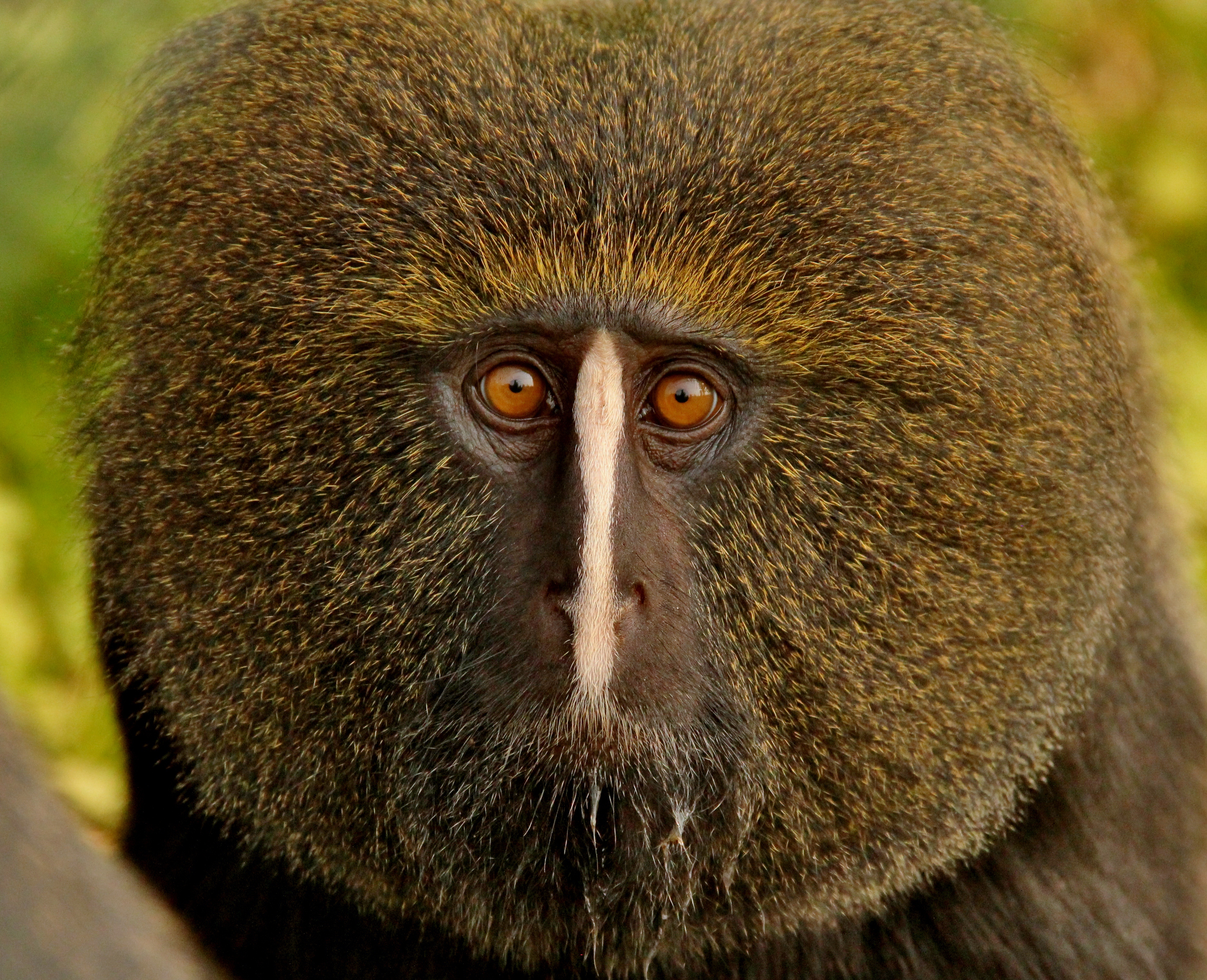 Résultat de recherche d'images pour "centre de rehabilitation des primates de lwiro"