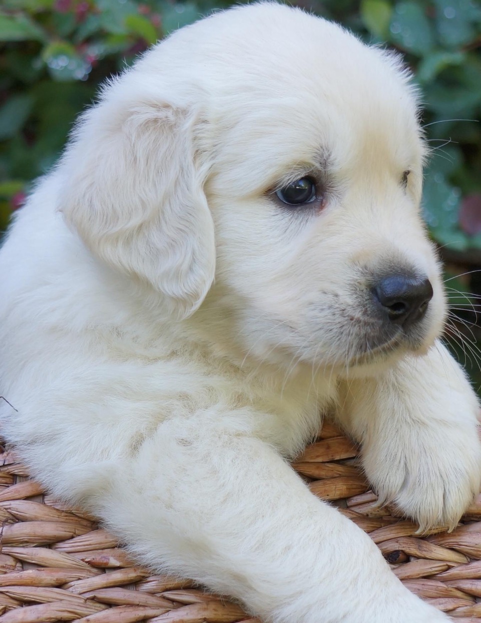 heritage golden retriever classic heritage golden retrievers california breeder puppies heritage golden retriever classic heritage golden retrievers california breeder puppies