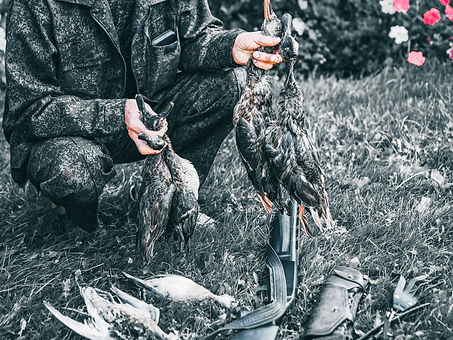 killed-in-the-autumn-hunting-wild-ducks-are-spread-out-on-the-green-grass-bird-hunting-is-