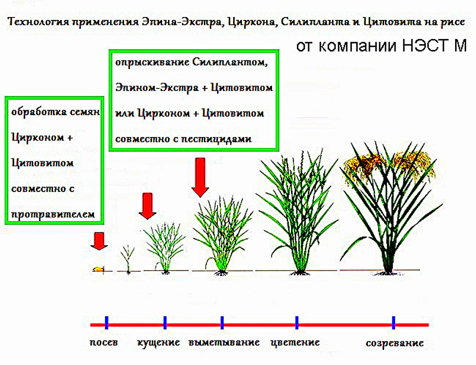 Силиплант Универсальный Инструкция По Применению - debtzavod