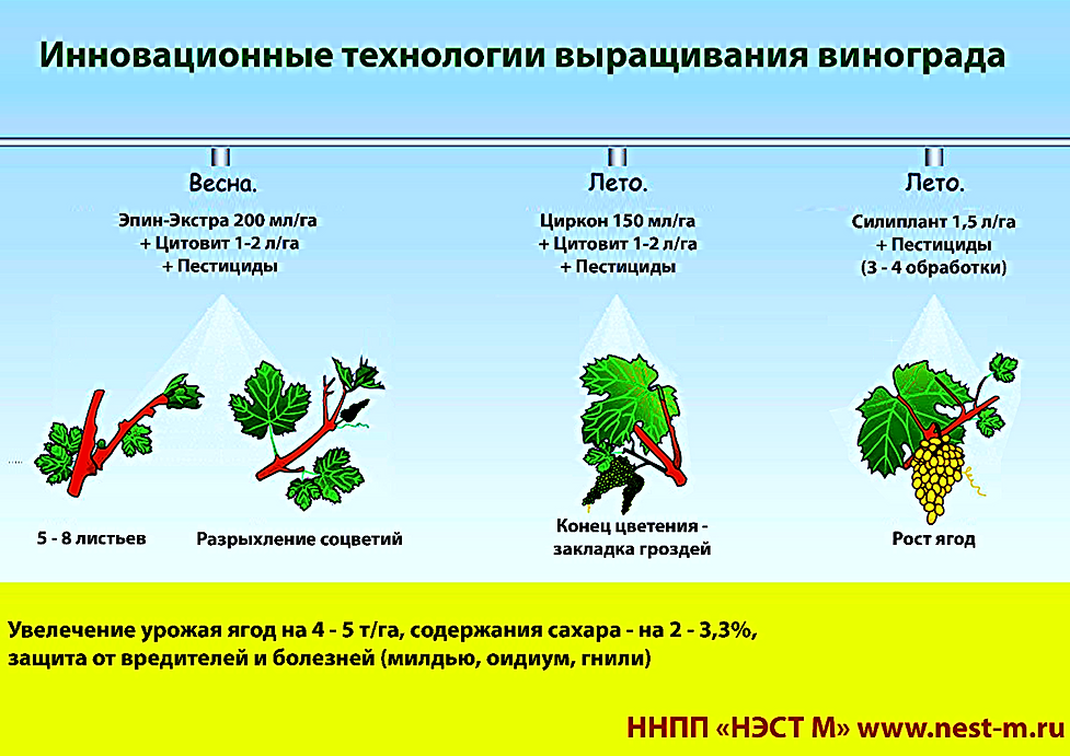 инструкция по применению силиплант
