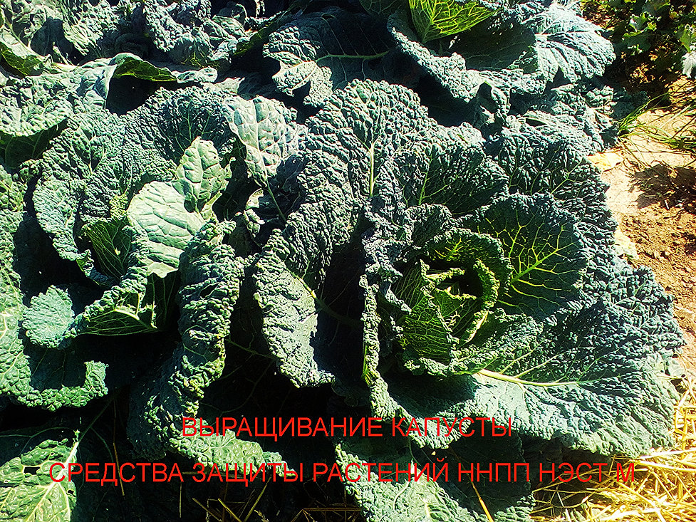 инструкция по применению децис профи