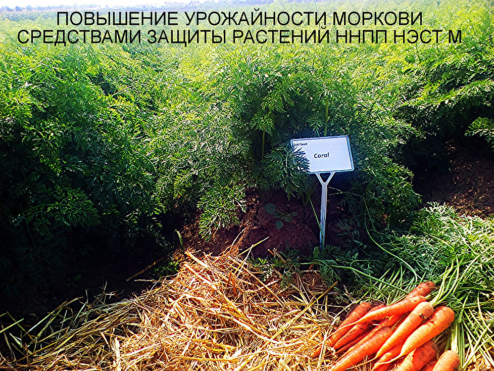 Силиплант Универсальный Инструкция По Применению - debtzavod
