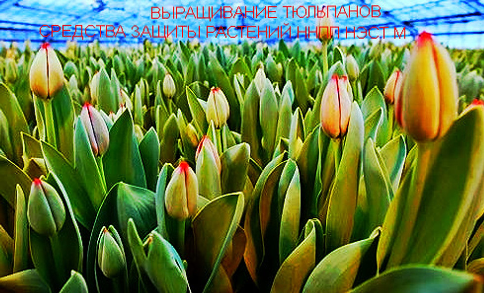 инструкция по применению домоцвет