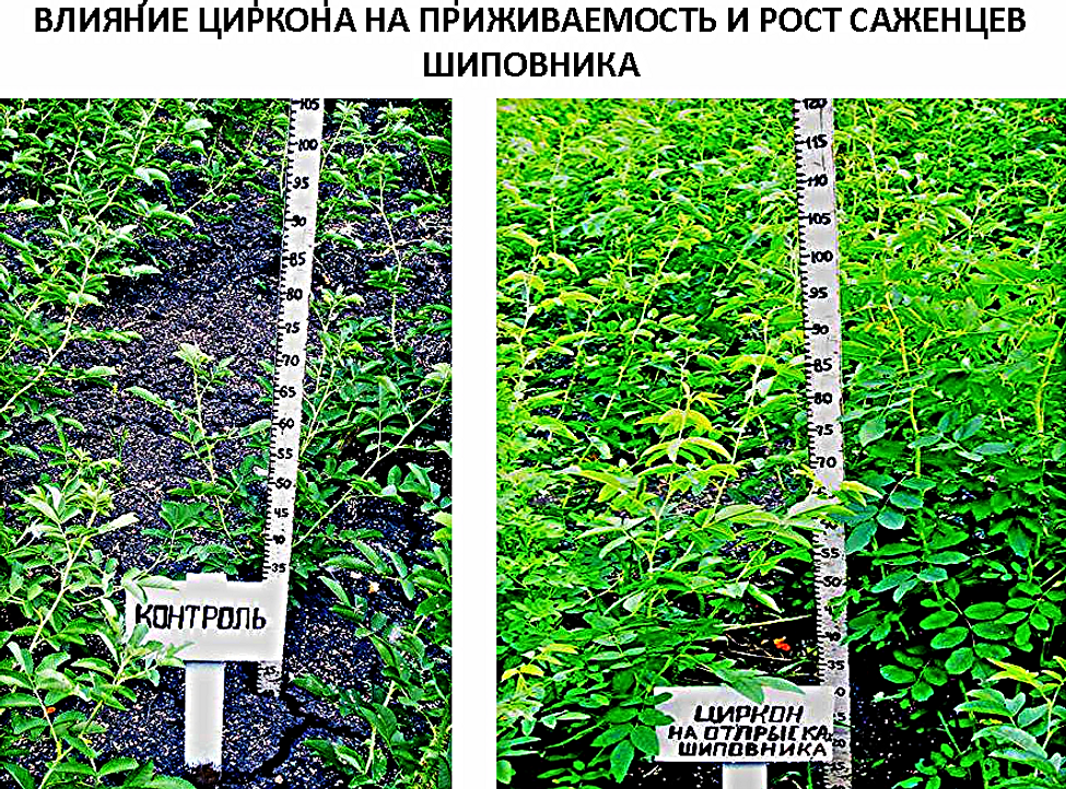 феровит инструкция по применению