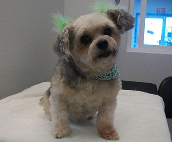 Pampered Pets Spa and Boutique