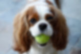 Cavalier King Charles Spaniel