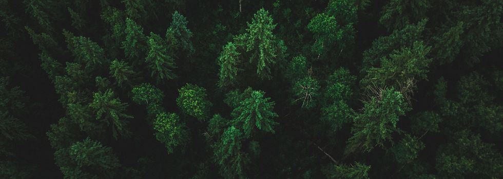 Tes Background forest - wide-01.jpg