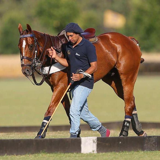 Lovelocks Idealistic (Sportivo x Idealistia)