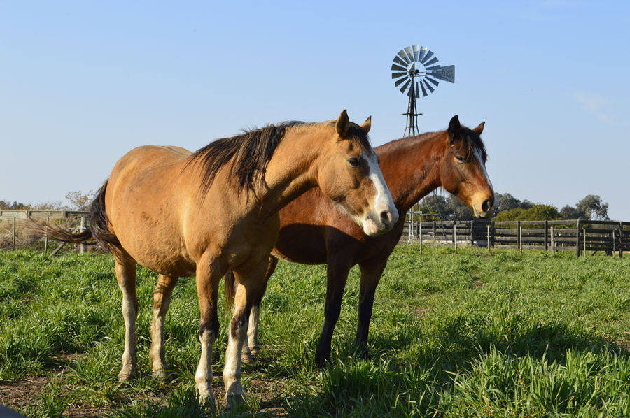 Lovelocks Polo Stud
