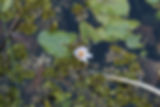 Lily Pad Blossom