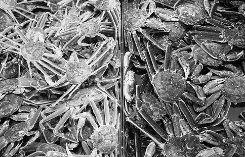 black_white_crab.jpg