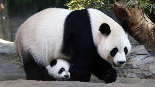 Resultado de imagem para panda gigante