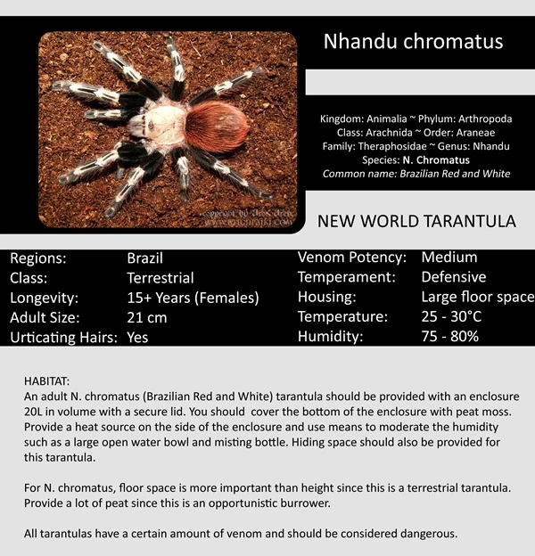 the tarantula keeper nhandu tarantula care sheets