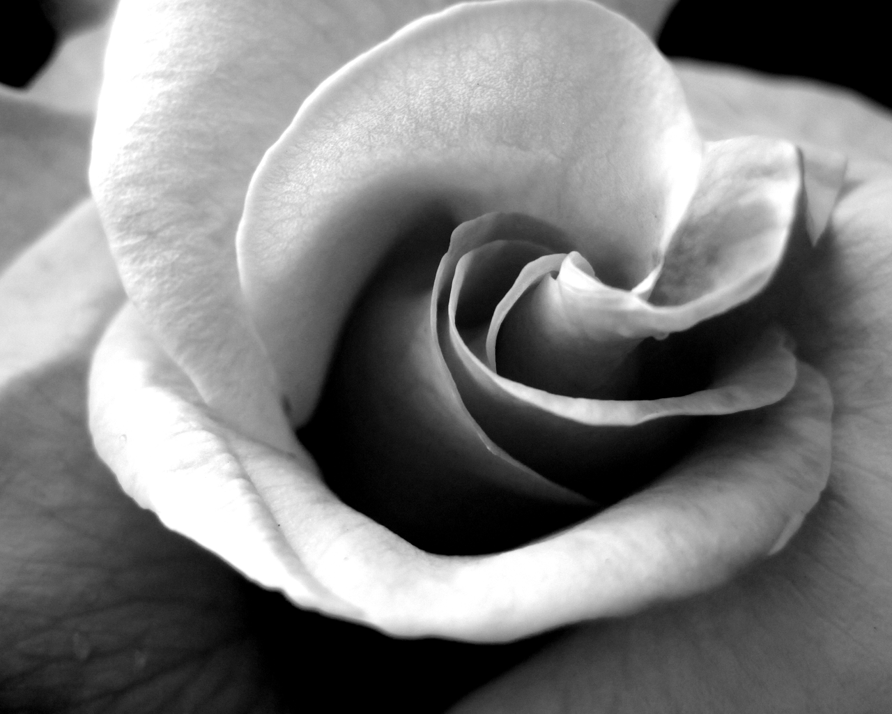 Black Rose Gif Tumblr