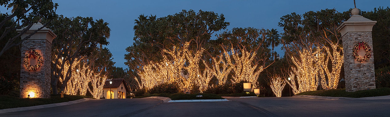 Install Christmas Lights Outdoor Trees