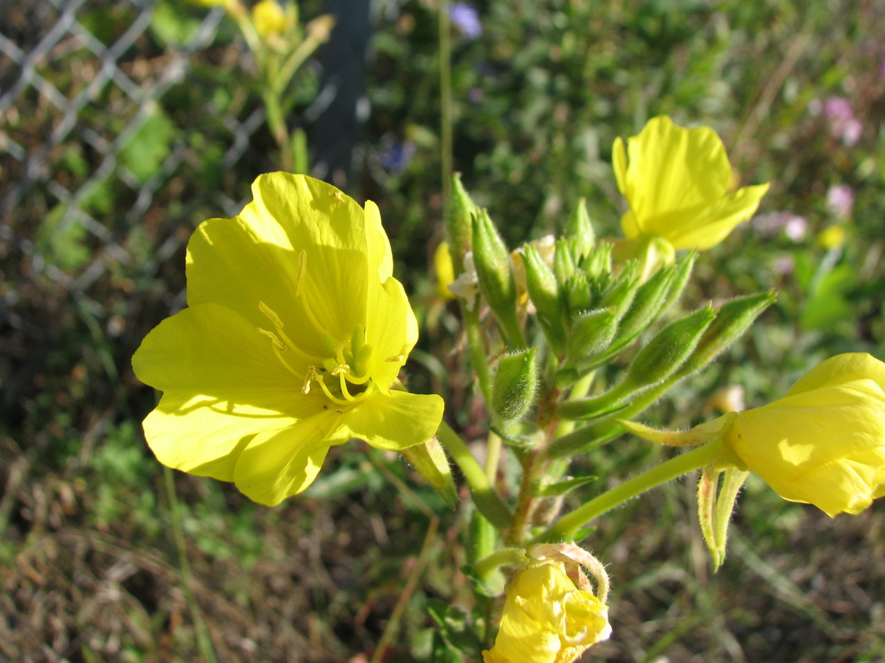 Native Plant Nurseries | Oenothera biennis
