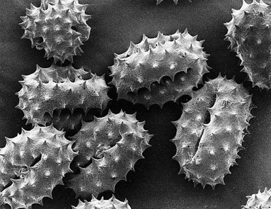 biology microscopes scanning electron microscope magnification