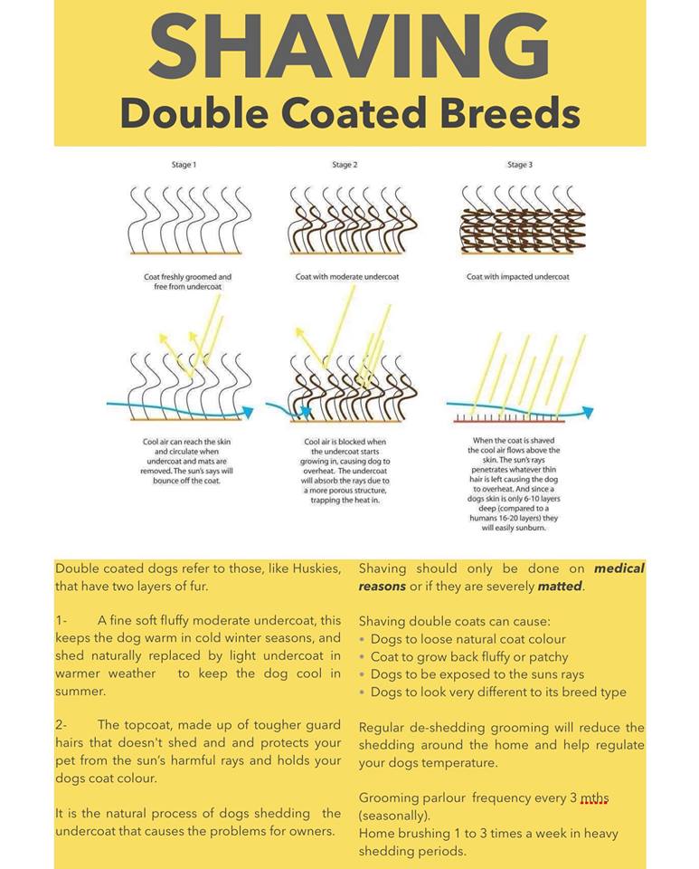 Can You Shave A Double Coated Dog Can You Shave A Double Coated Dog