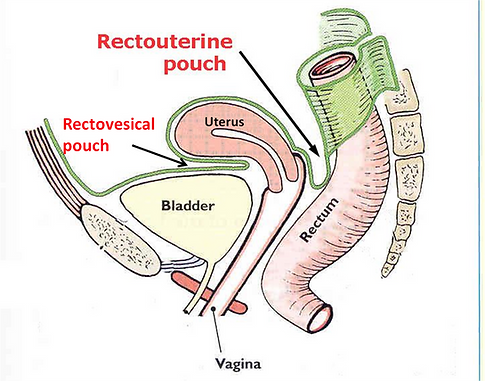 anatomy-website | Uterus