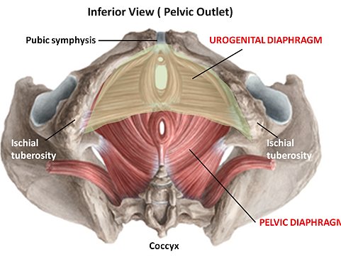 ANATOMY | Pelvic diaphragm