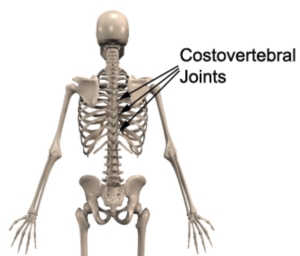 Cant Get Rid of the Knot Between My Shoulder Bladesquot;  Proactive 