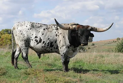 Mature body size in longhorn cattle Corn hole sluts