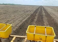 Field 115 Opening Furrows 20190728.jpeg