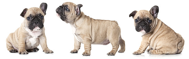 Phoenix French Bulldog Rescue | UK | Charity No. 1171943