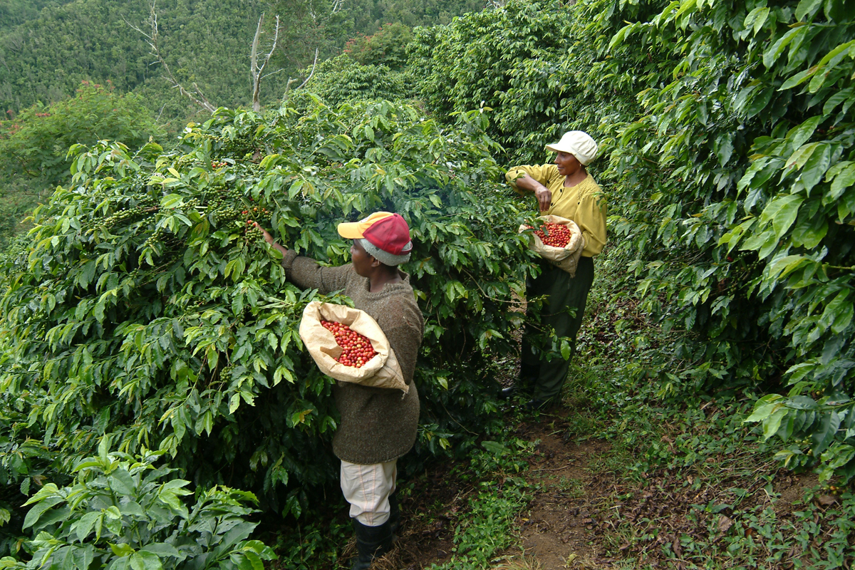 Image result for blue mountain coffee seedlings