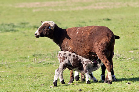 Iron Water Ranch Sprinkles - Natural Colored Ewe