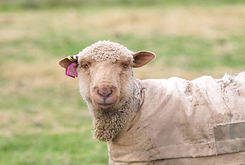 Iron Water Ranch Romeo - Moorit Corriedale Ram