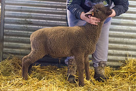 Moorit