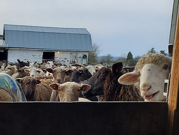 Iron Water Ranch Ewes
