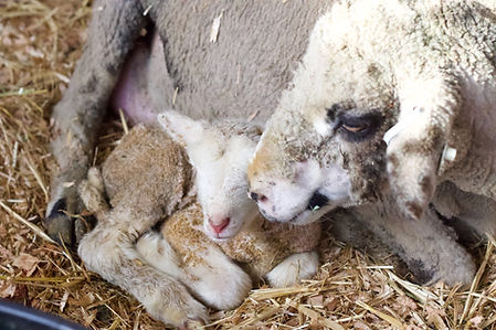 Iron Water Ranch Maybelle - Merino Ewe