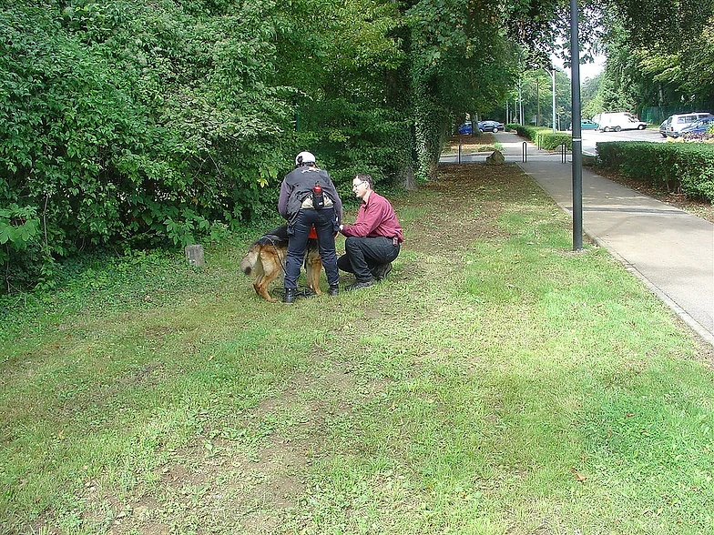 dressage chien wittenheim
