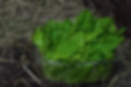 9517 web.jpg