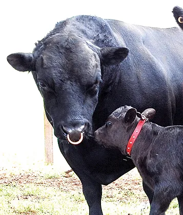 artificial insemination cattle