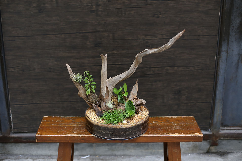 Bonsai - air plants and succulents