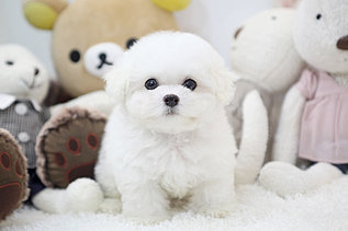 http://www.dogstar-gn.com/blank-2 비숑프리제분양
