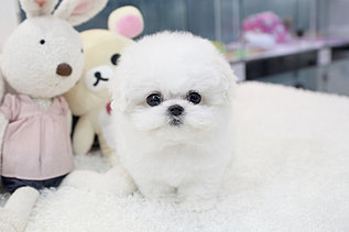 http://www.dogstar-gn.com/blank-2 비숑프리제분양