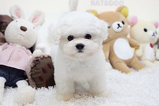 http://www.dogstar-gn.com/blank-2 비숑프리제분양