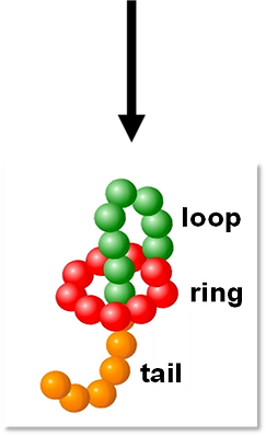 Lasso peptide structure.png