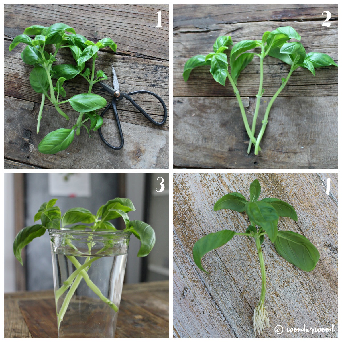dyrk din egen basilikum // grow your own basil