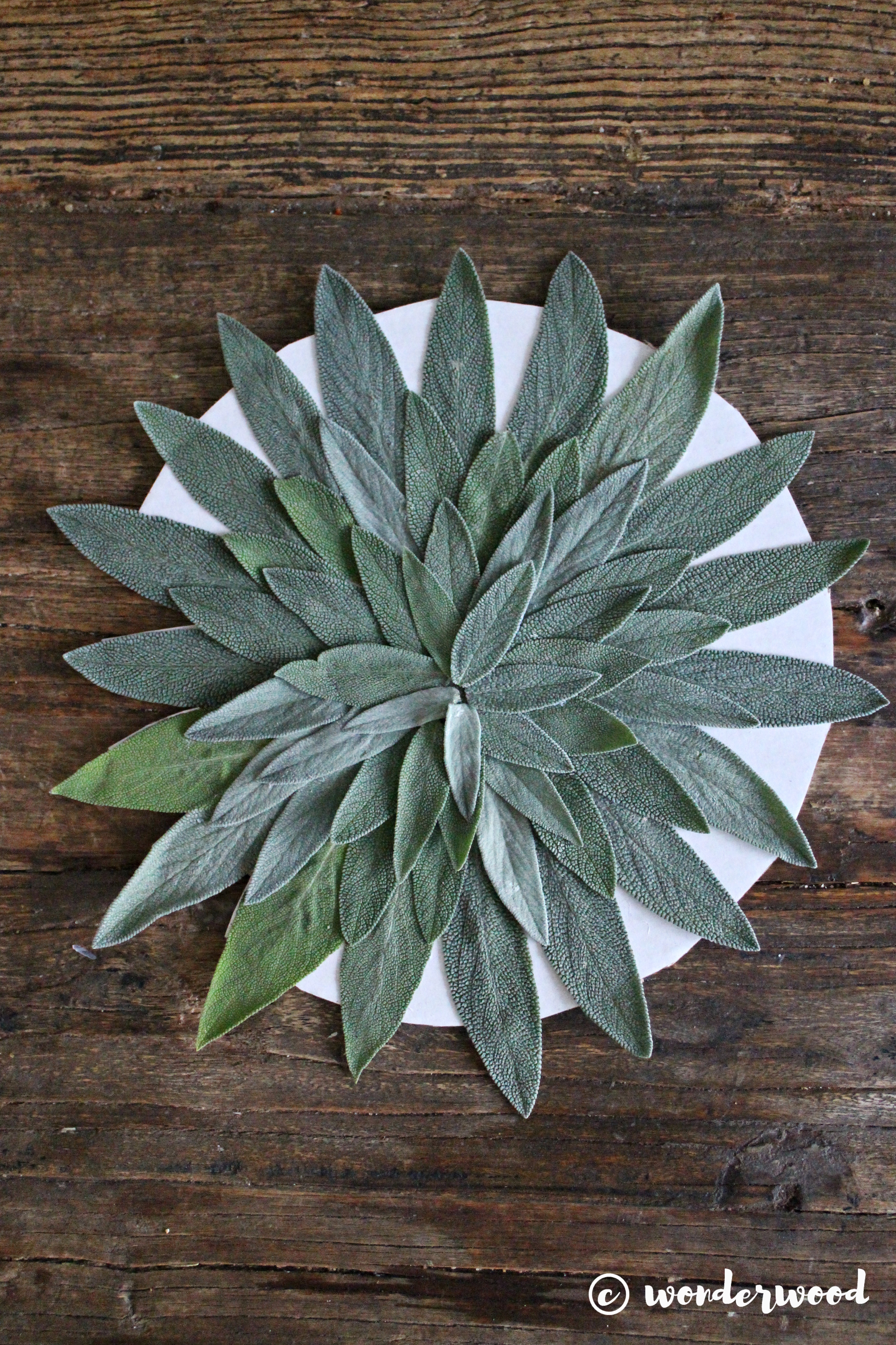 diy salvie mandala // diy sage mandala
