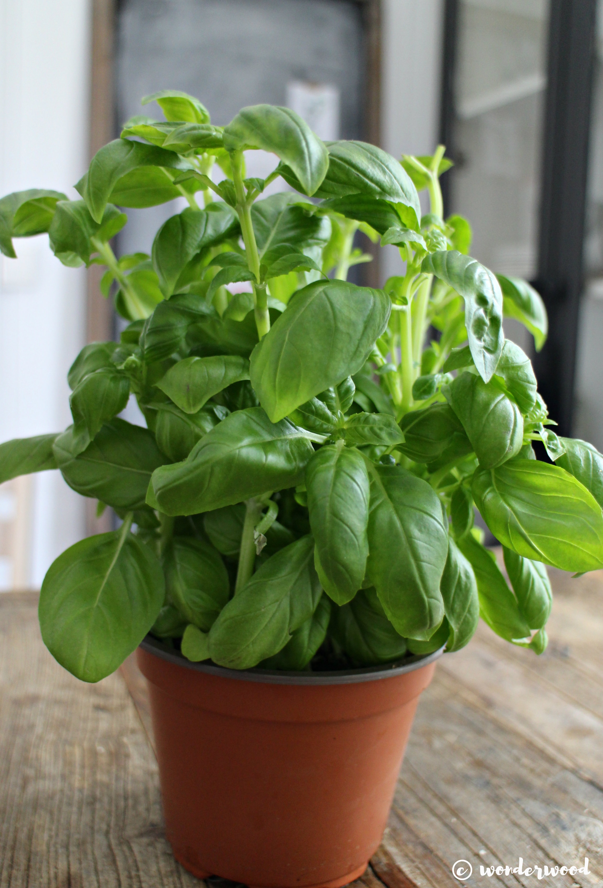 dyrk din egen basilikum // grow your own basil